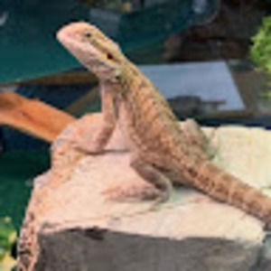 Meet your Posher, Sam